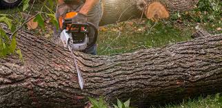 Tree and Shrub Care in Carthage, NY